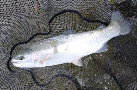 雪降る天竜川でがんばる ～天竜川ルアーフライテンカラ専用区～